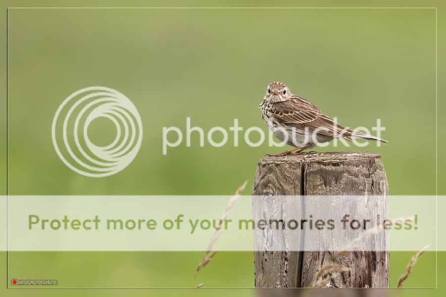 Fotografie