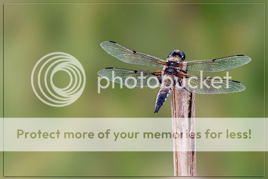 Fotografie