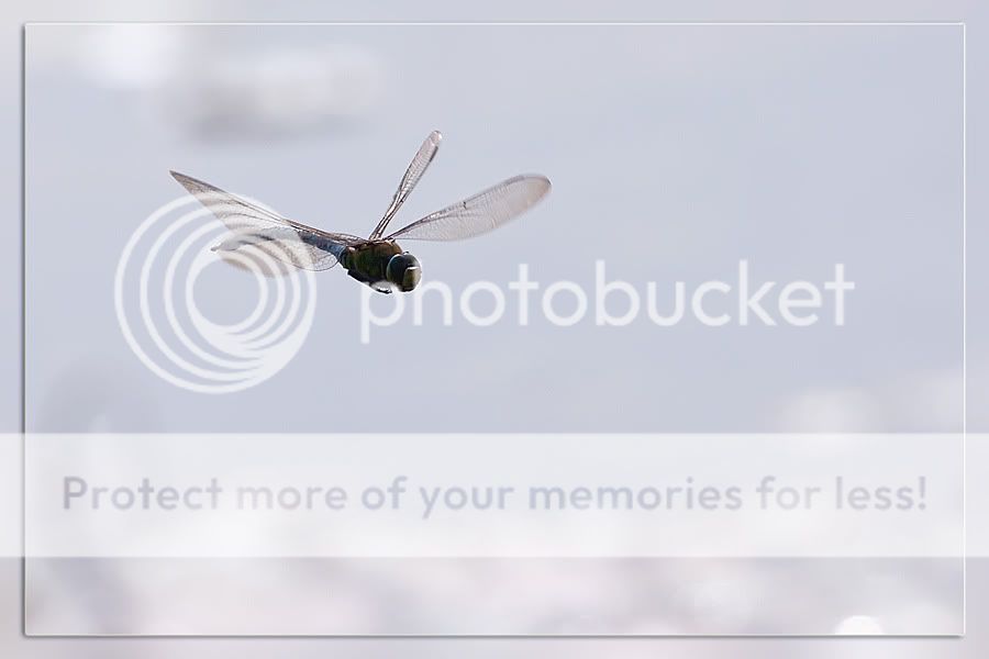 Fotografie