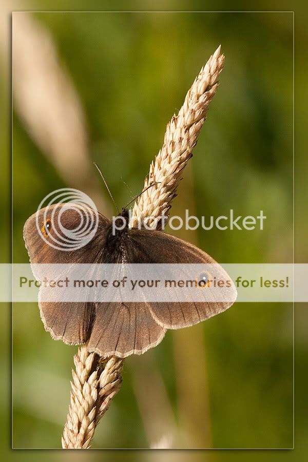 Fotografie