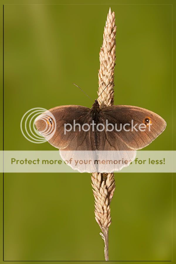Fotografie