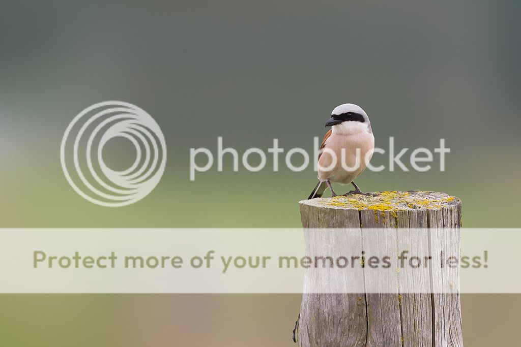 Fotografie