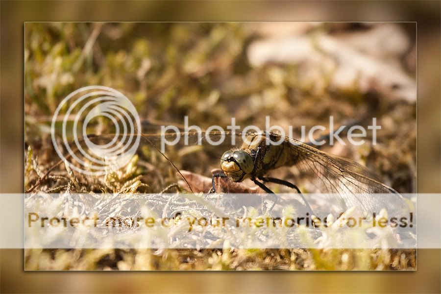 Fotografie