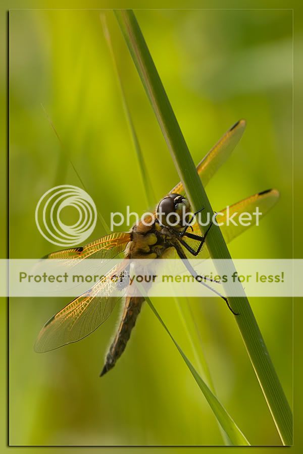Fotografie