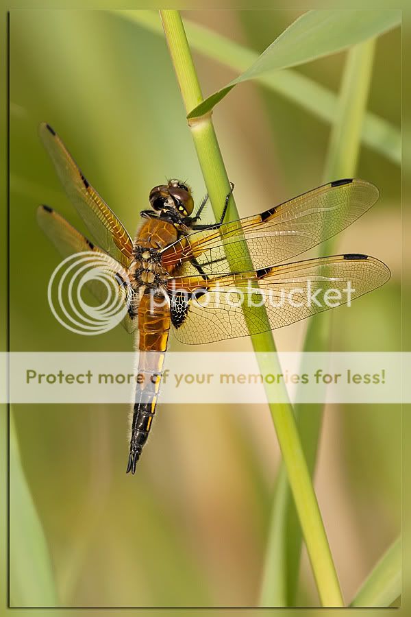 Fotografie