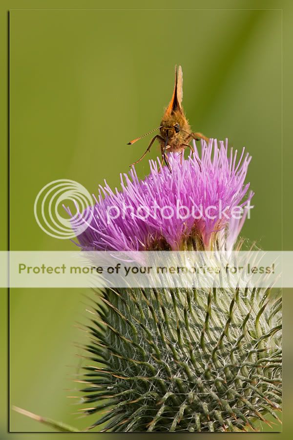 Fotografie