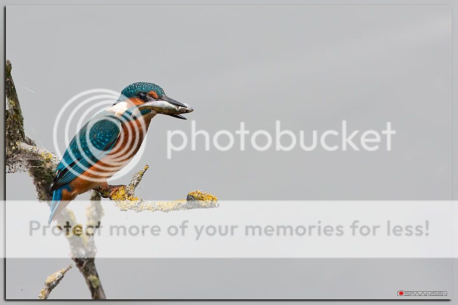 Fotografie