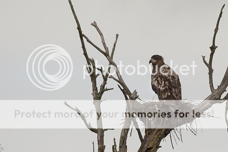 Fotografie