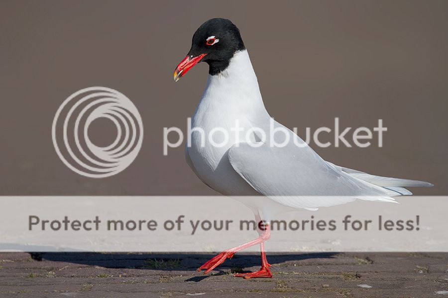 Fotografie