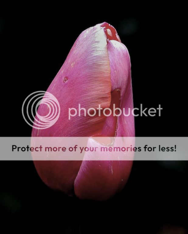 Fotografie