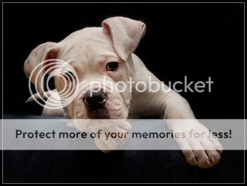 Fotografie