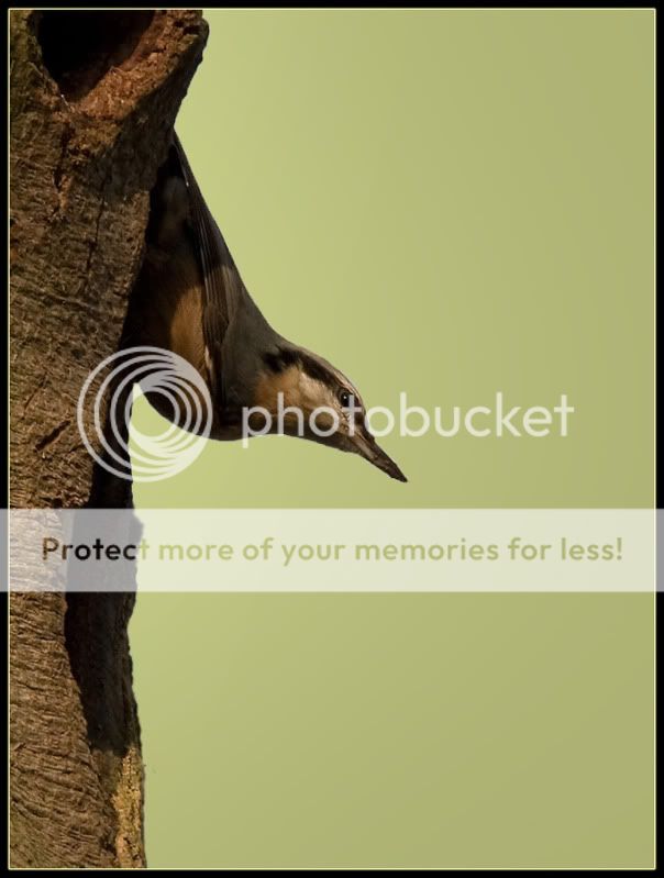 Fotografie