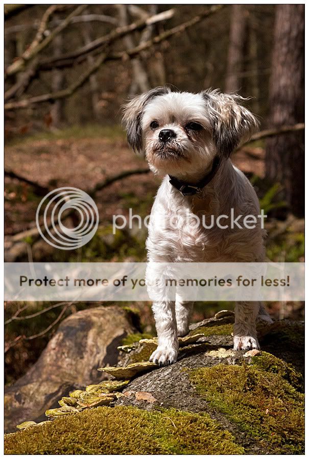 Fotografie