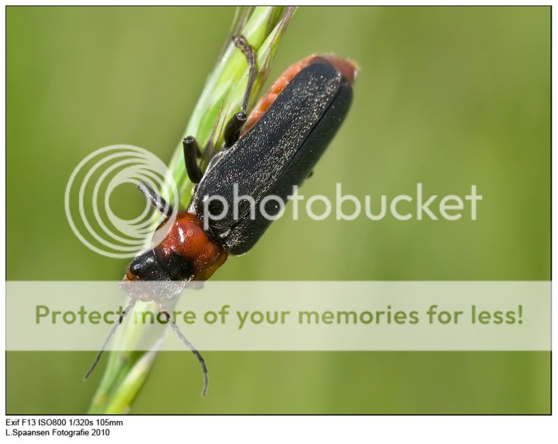 Fotografie
