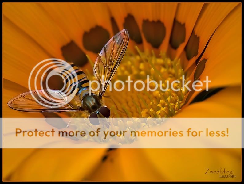 Fotografie