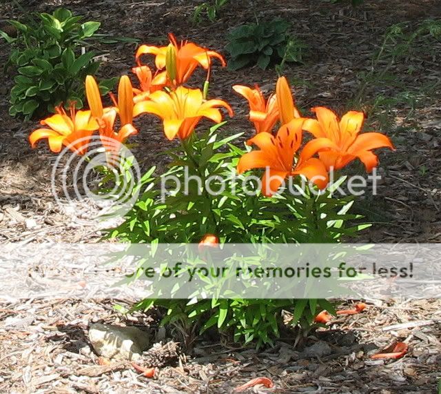 Lilium 'Orange Pixie'