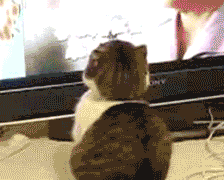 Dramaticcatisdramatic.gif Dramatic cat is dramatic image by V-King-Arcade