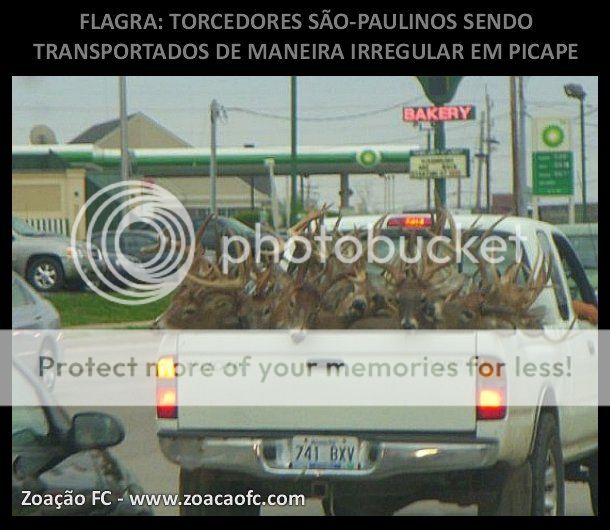 Zuando o São Paulo: bambis sendo transportados em picape zoação zuação são-paulinos bambis viados