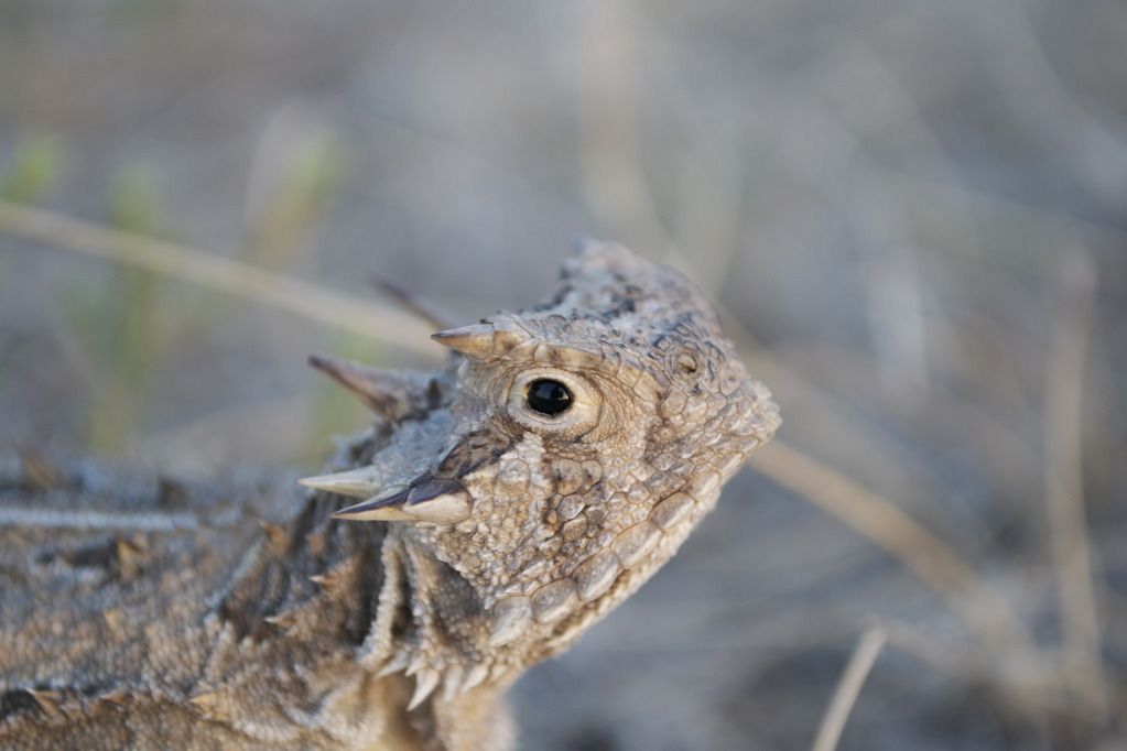 Parvus Roccus Trans Pecos Round Two - Field Herp Forum